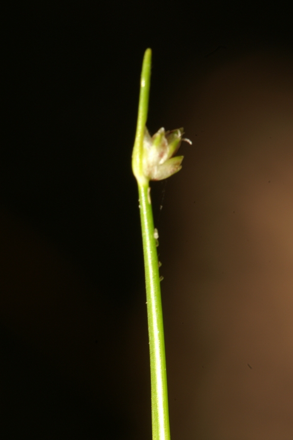 Isolepis inundata